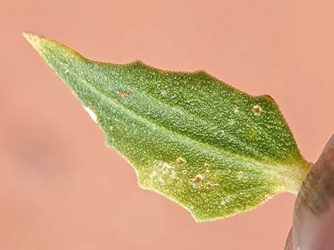 Thurber's Sandpaper Plant (Petalonyx thurberi)