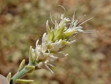 Thurber's Sandpaper Plant (Petalonyx thurberi)