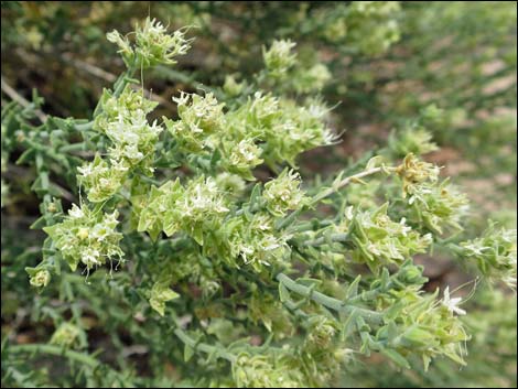 Thurber's Sandpaper Plant (Petalonyx thurberi)