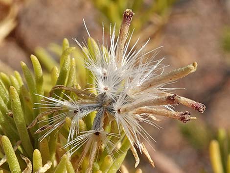 Schott's Pygmycedar (Peucephyllum schottii)