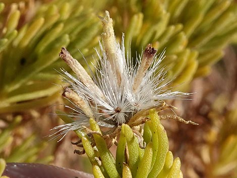 Schott's Pygmycedar (Peucephyllum schottii)