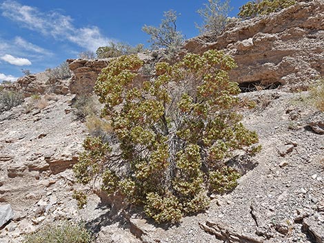 Schott's Pygmycedar (Peucephyllum schottii)