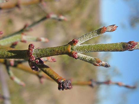 Mesquite Mistletoe (Phoradendron californicum)