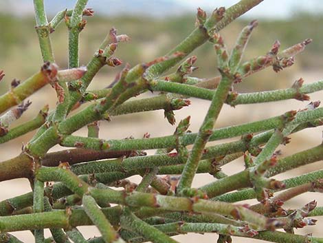 Mesquite Mistletoe (Phoradendron californicum)