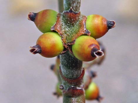 Mesquite Mistletoe (Phoradendron californicum)