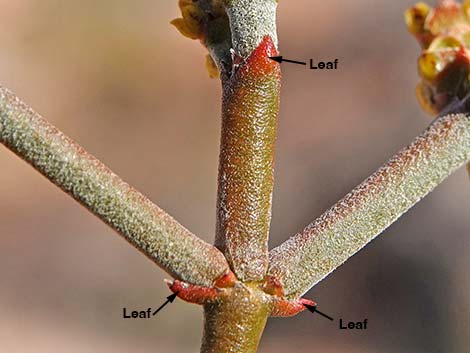 Mesquite Mistletoe (Phoradendron californicum)