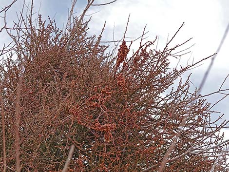 Mesquite Mistletoe (Phoradendron californicum)