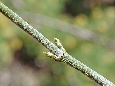 Mesquite Mistletoe (Phoradendron californicum)