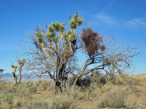 Mesquite Mistletoe (Phoradendron californicum)