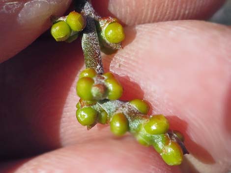 Mesquite Mistletoe (Phoradendron californicum)