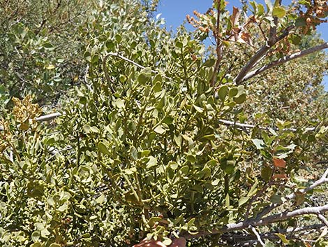 Cory's Oak Mistletoe (Phoradendron coryae)