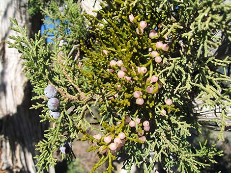 Juniper Mistletoe (Phoradendron juniperinum)