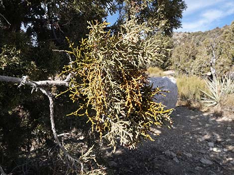 Juniper Mistletoe (Phoradendron juniperinum)