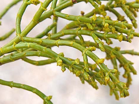 Juniper Mistletoe (Phoradendron juniperinum)