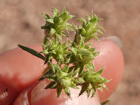 Bush Arrowleaf (Pleurocoronis pluriseta)