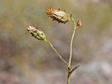 Bush Arrowleaf (Pleurocoronis pluriseta)