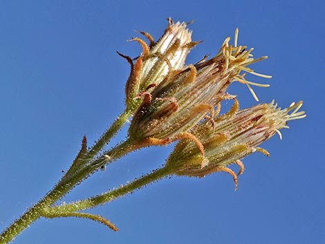 Bush Arrowleaf (Pleurocoronis pluriseta)