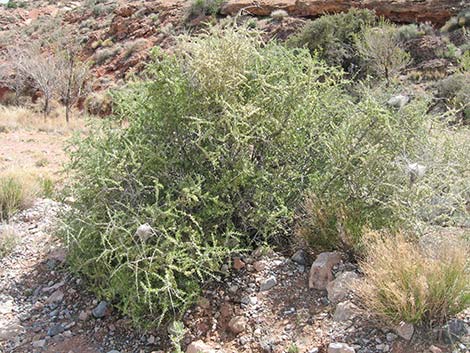 Desert Almond (Prunus fasciculata)