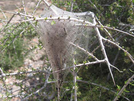 Desert Almond (Prunus fasciculata)