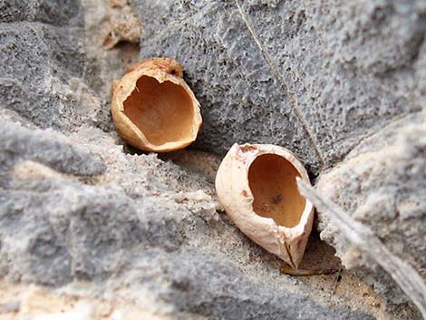 Desert Almond (Prunus fasciculata)