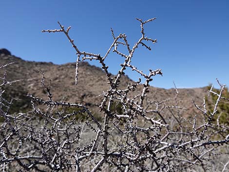 Desert Almond (Prunus fasciculata)