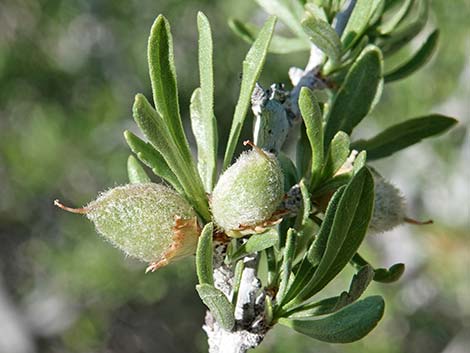 Desert Almond (Prunus fasciculata)