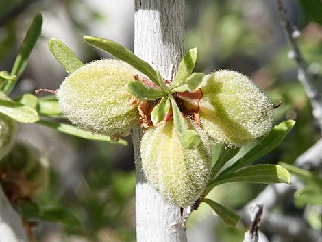 Desert Almond (Prunus fasciculata)