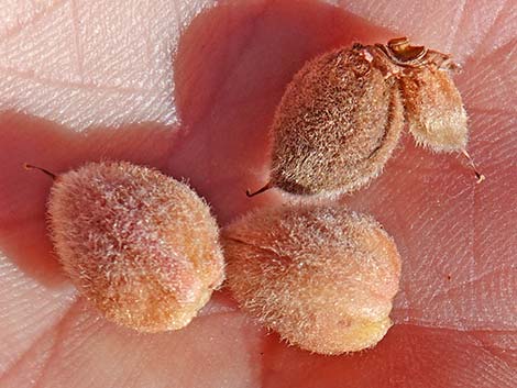 Desert Almond (Prunus fasciculata)