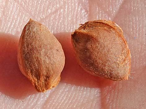 Desert Almond (Prunus fasciculata)