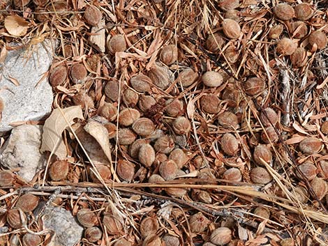 Desert Almond (Prunus fasciculata)