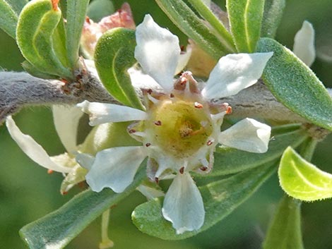 Desert Almond (Prunus fasciculata)