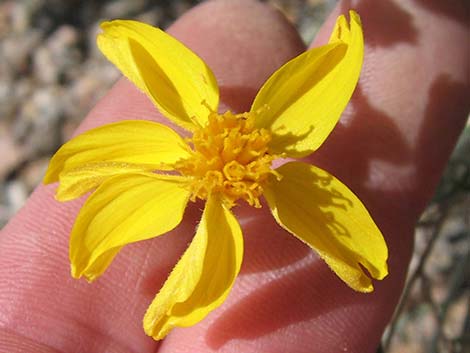 Whitestem Paperflower (Psilostrophe cooperi)