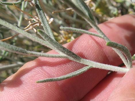 Whitestem Paperflower (Psilostrophe cooperi)