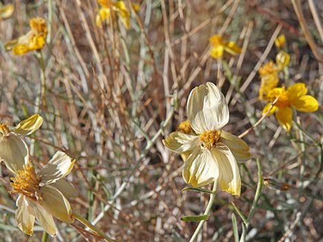 Whitestem Paperflower (Psilostrophe cooperi)