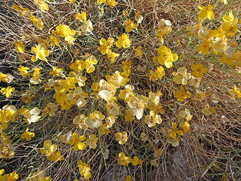 Whitestem Paperflower (Psilostrophe cooperi)