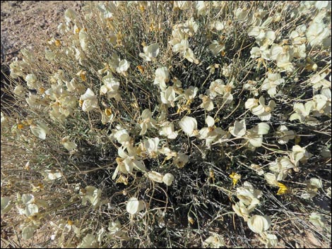 Whitestem Paperflower (Psilostrophe cooperi)