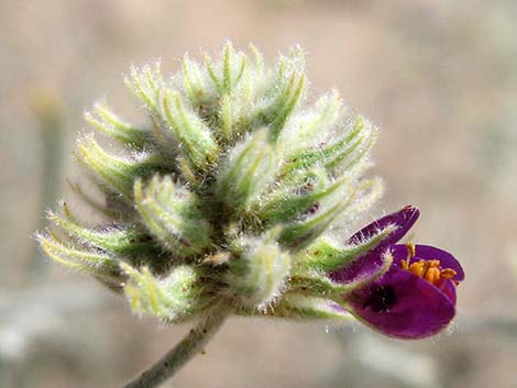 Dyebush (Psorothamnus emoryi)