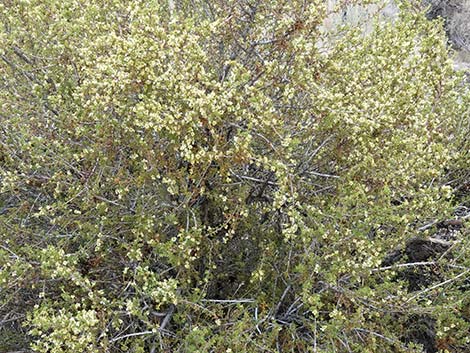 Desert Bitterbrush (Purshia glandulosa)