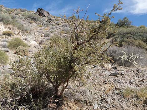 Desert Bitterbrush (Purshia glandulosa)