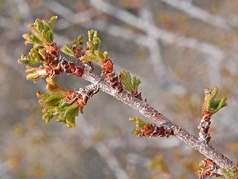 Desert Bitterbrush (Purshia glandulosa)