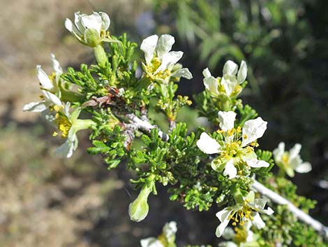 Desert Bitterbrush (Purshia glandulosa)