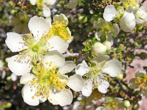 Stansbury Cliffrose (Purshia stansburiana)