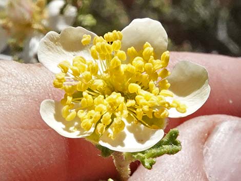 Stansbury Cliffrose (Purshia stansburiana)