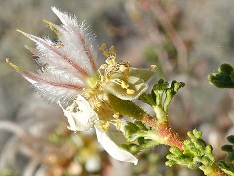 Stansbury Cliffrose (Purshia stansburiana)