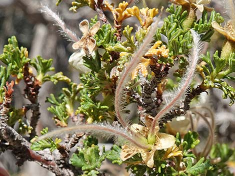 Stansbury Cliffrose (Purshia stansburiana)