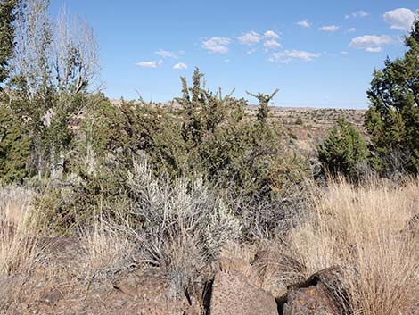 Antelope Bitterbrush (Purshia tridentata)