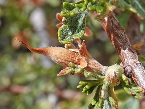 Antelope Bitterbrush (Purshia tridentata)