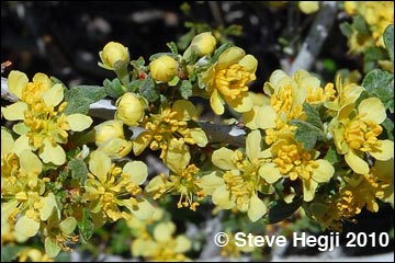 Antelope Bitterbrush (Purshia tridentata)