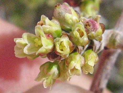 Skunkbush Sumac (Rhus trilobata)