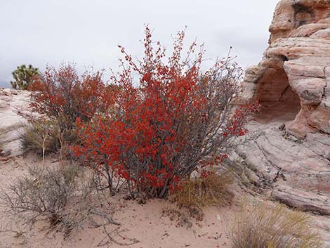 Skunkbush Sumac (Rhus trilobata)